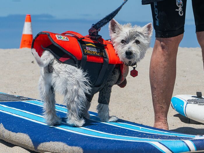 Small dog wearing a life jacket stands on a surfboard at the beach ready for adorable dogs riding waves event.