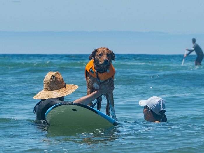 Dog wearing a life vest riding waves on a surfboard with people in the ocean supporting the adorable dogs riding waves.
