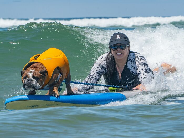 Bulldog wearing an orange vest riding waves on a surfboard with a woman helping in the ocean for a good cause