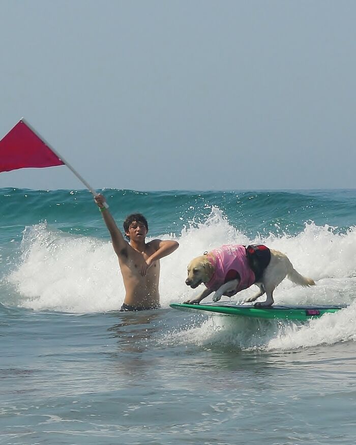 Dog wearing a pink vest skillfully riding waves on a surfboard while a person in the water waves a red flag nearby.