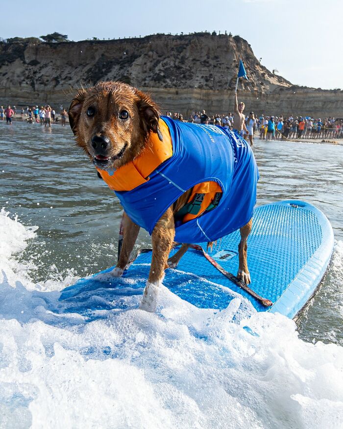 Dog wearing a life jacket riding a wave on a surfboard near a crowded beach during a surfing event for a good cause