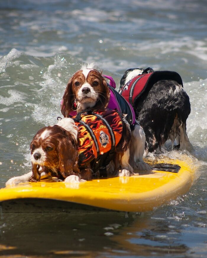 Three adorable dogs wearing life jackets riding waves on a yellow surfboard in the ocean for a good cause.