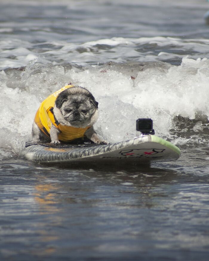 Pug dog wearing a yellow life jacket riding waves on a surfboard captured by a mounted camera in the ocean.