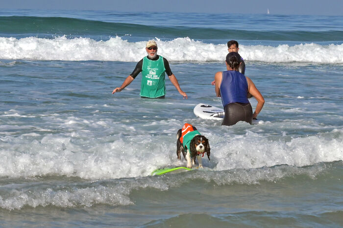 Dog wearing a life jacket riding waves on a surfboard in the ocean during a dogs riding waves event.