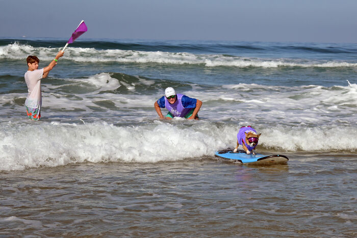 Dog wearing purple shirt riding waves on a surfboard while a person and flag holder watch at the beach.