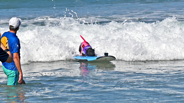 A dog wearing a life jacket riding waves on a surfboard with people watching nearby at the beach.