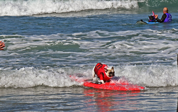 Dog wearing a life jacket riding a red surfboard on ocean waves during a dogs riding waves charity event.