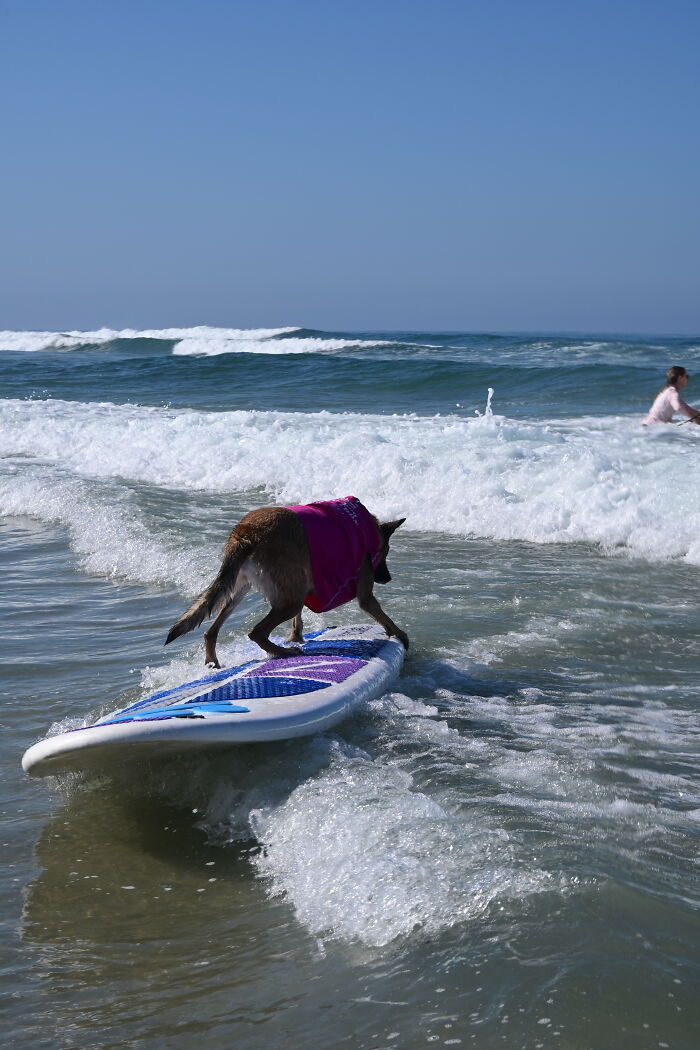 Dog wearing a pink vest riding waves on a surfboard in the ocean during an adorable dogs surfing event.