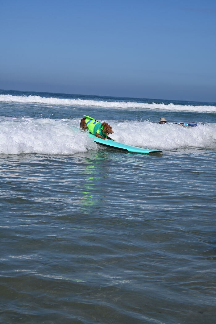Dog wearing a green life jacket riding a wave on a blue surfboard in the ocean during a sunny day.