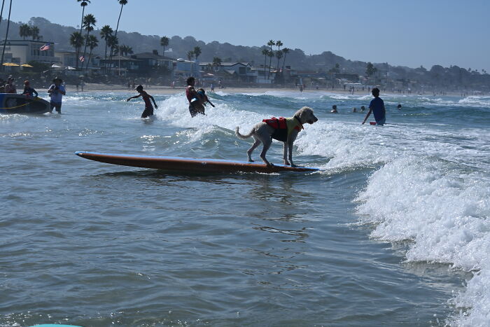 Dog wearing a life jacket riding waves on a surfboard near the beach with people in the water on a sunny day