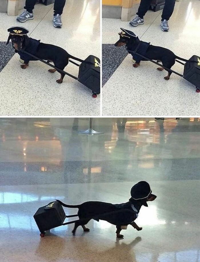 Dachshund dressed as a pilot pulling a small rolling suitcase in an airport, showcasing adorable animal moments.