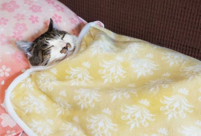 Cat cozily tucked under a yellow blanket on a pink pillow, showcasing adorable animal moments shared online.