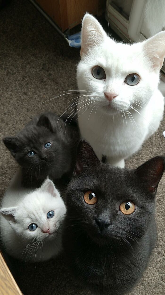 Four adorable cats with different fur colors and striking eyes sharing a cute animal moment indoors