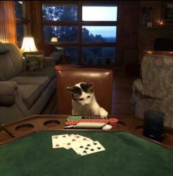 Cat sitting at poker table with playing cards and poker chips, one of the adorable animal moments shared by people.