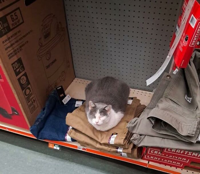 Cat resting on folded pants in a store aisle showcasing adorable animal moments shared by people online.
