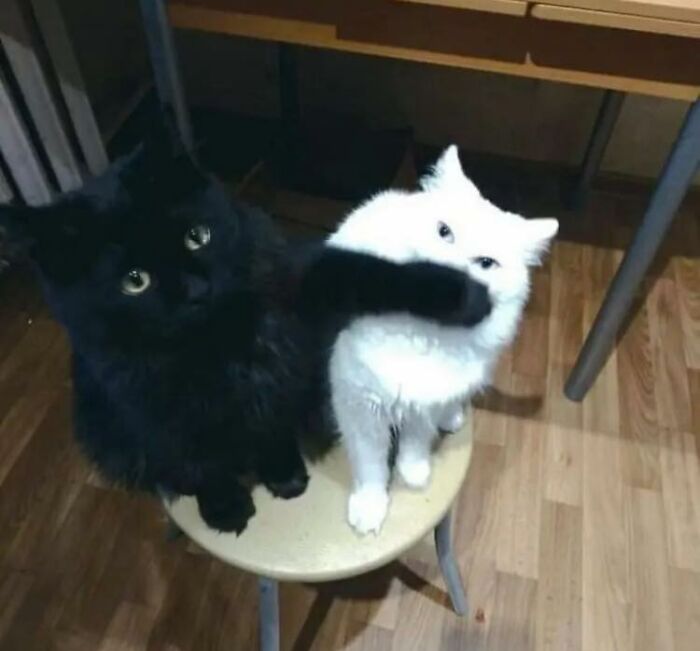 Two adorable cats, one black and one white, sitting on a chair sharing a cute animal moment indoors.