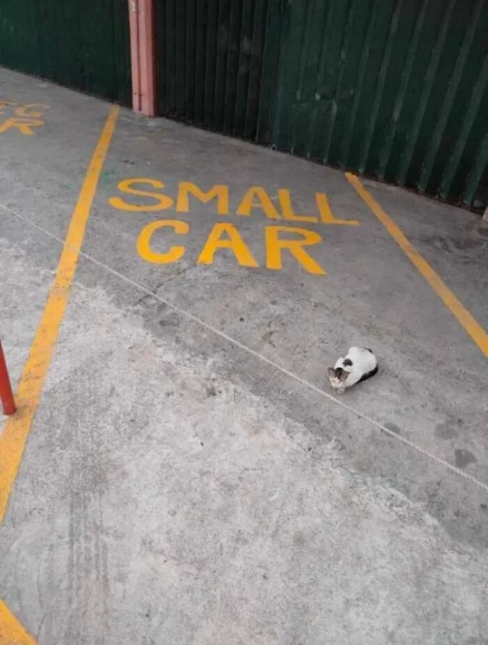 Cat sitting in a parking space labeled small car, one of the adorable animal moments shared in the Facebook group.