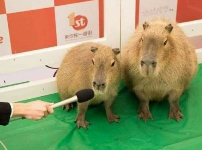 Two capybaras on a green floor being interviewed with a microphone in an adorable animal moment.