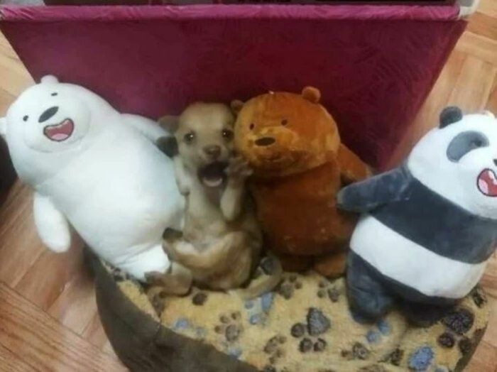 Puppy making a funny face surrounded by adorable stuffed animal bears in a cozy pet bed, capturing cute animal moments.