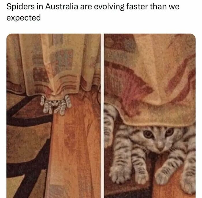 Cat hiding under a curtain with paws stretched out, one of the adorable animal moments shared in this Facebook group.