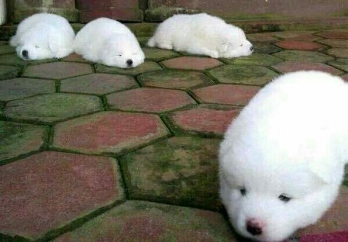 Four adorable fluffy white puppies resting on a stone patio, showcasing cute animal moments shared online.