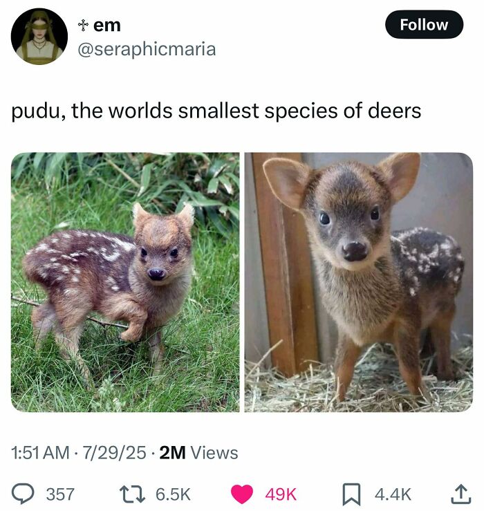 Two images of pudu, the world's smallest species of deer, in an outdoor and indoor setting, adorable animal moments shared online.