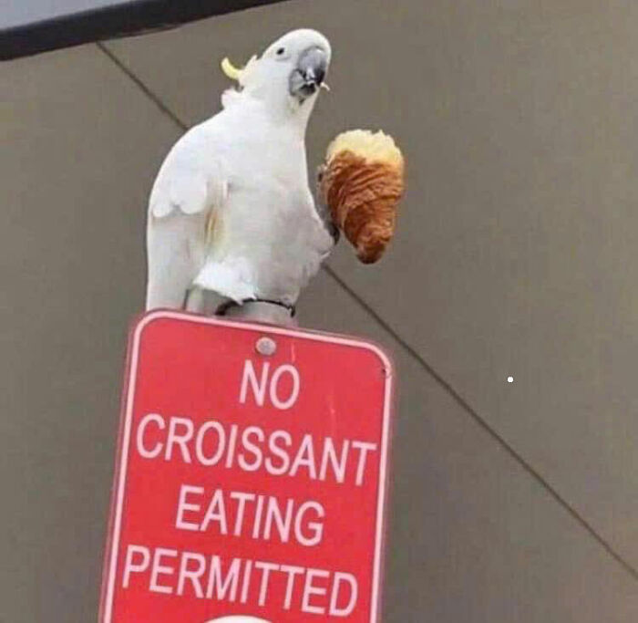White bird holding a croissant perched on a sign, capturing an adorable animal moment shared by people online.