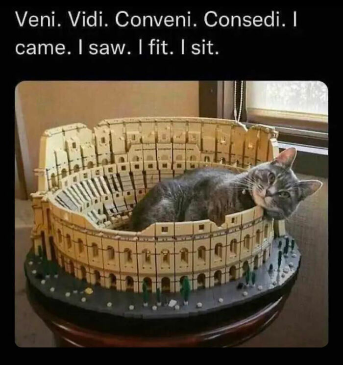 Cat comfortably sitting inside a model of the Colosseum, showcasing one of the adorable animal moments shared in the group.