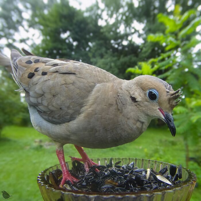 Close-up of a bird feeding at a yard bird feeder captured by a camera for best bird shots.