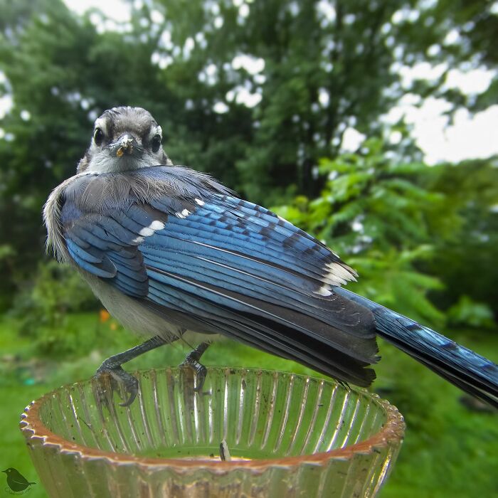 Blue jay perched on bird feeder in yard, captured through camera focused on bird feeder for wildlife photography.