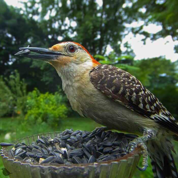 Close-up of a bird eating sunflower seeds from a feeder in a yard, captured by a woman’s bird feeder camera.