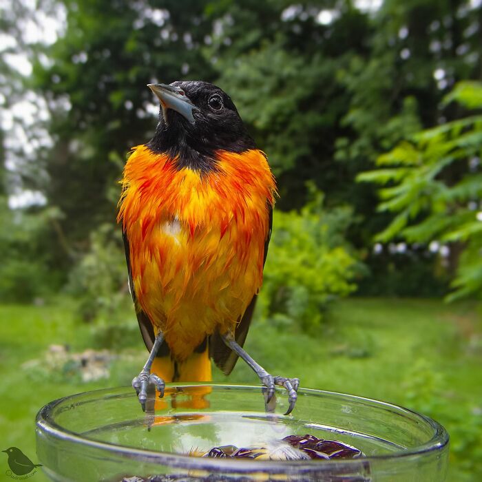 Bright orange and black bird perched on a glass bird feeder in a yard, captured with camera on bird feeder setup.