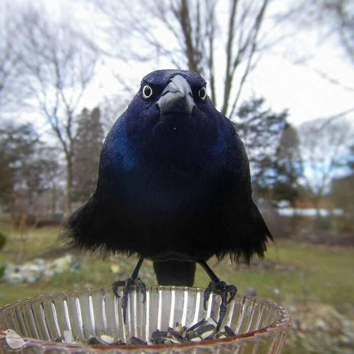 Close-up of a bird at a yard bird feeder captured by a camera set for wildlife photography.