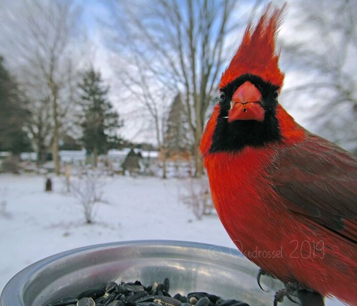 Bright red cardinal bird perched on a bird feeder in a snowy yard, captured by a woman’s camera.