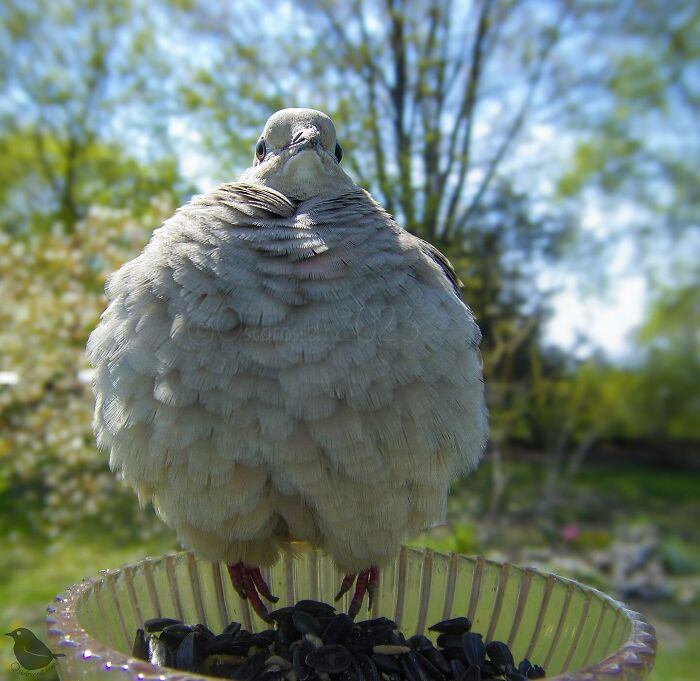 Close-up of a bird at a bird feeder in a yard, captured with a camera focused on wildlife photography.