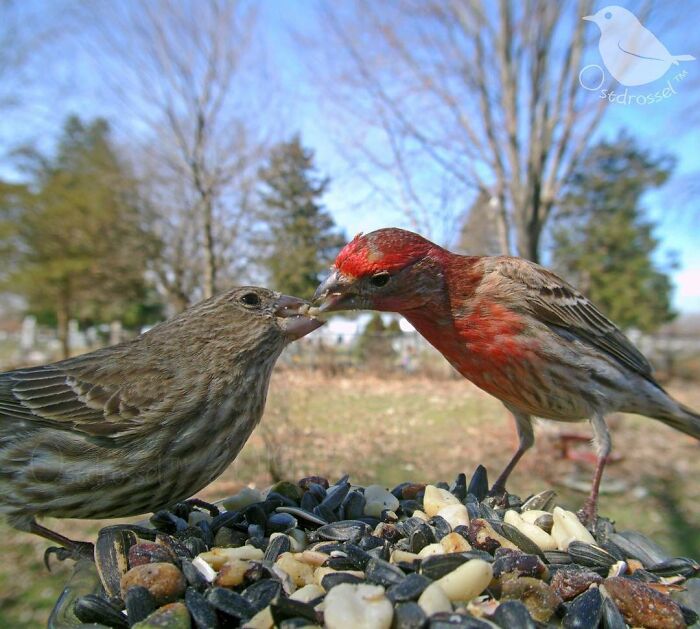 Two small birds sharing seeds on a bird feeder in a yard, captured with a camera for bird feeder photography.