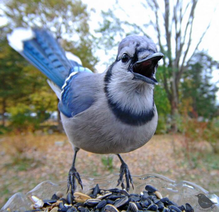 Close-up of a blue jay eating seeds on a bird feeder in a yard with autumn trees in the background.
