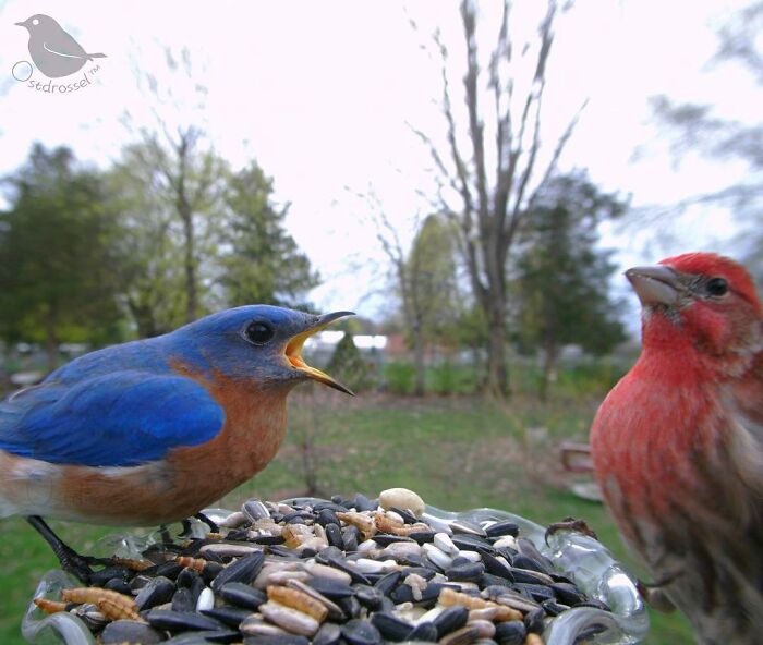 Blue and red birds perched on a bird feeder filled with seeds in a yard, captured by a camera for bird photography.