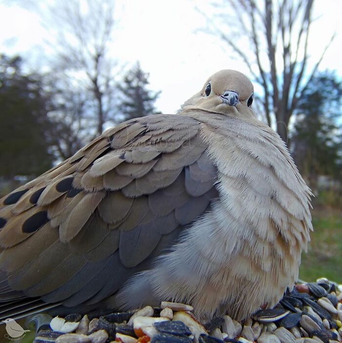 Close-up of a bird perched on a bird feeder in a yard, showcasing detailed feathers and natural outdoor background.