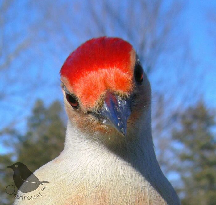 Close-up of a bird with a bright red head captured by a camera set up on a bird feeder in a backyard.