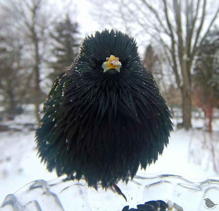 Close-up of a black bird at a bird feeder in a snowy yard captured using a camera placed by a woman.