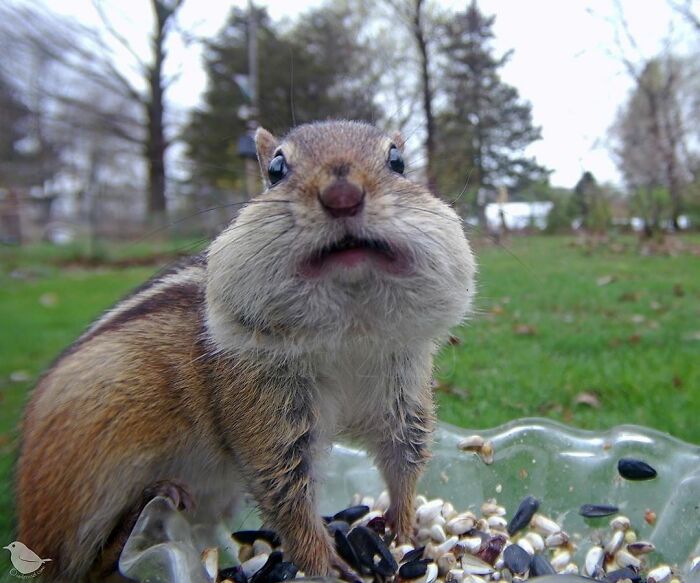 Close-up of a chipmunk with full cheeks at a bird feeder in a yard, captured by a camera set up for wildlife shots.