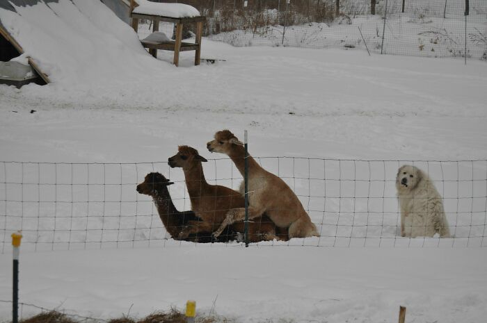 Three llamas sitting in snow behind a fenced area with a white dog nearby in a strange and unexplained scene.