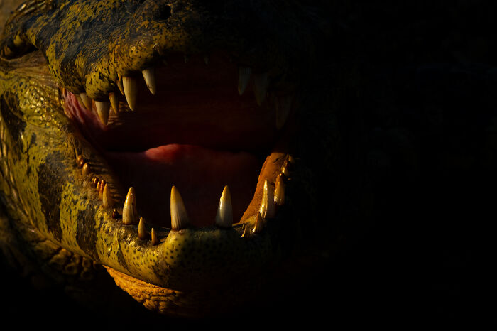 Close-up of a crocodile’s open mouth showing sharp teeth in a stunning wildlife photo by award-winning photographer.