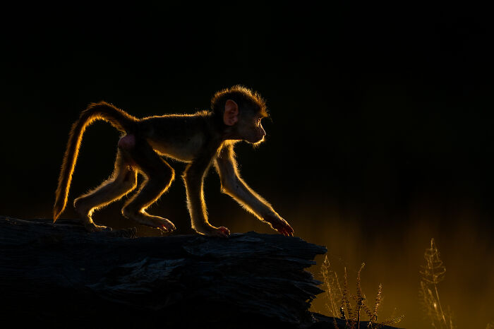 Baby monkey walking on a log with glowing edges in a dramatic wildlife photo by award-winning photographer.