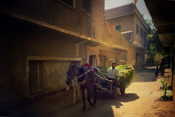 Man riding horse-drawn cart loaded with greenery along a sunlit narrow street in candid moments of everyday life Istanbul.