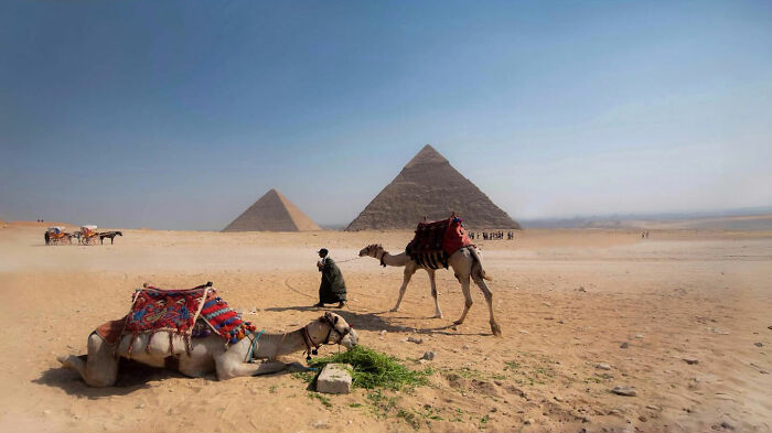 Camels resting near the pyramids in a desert setting, capturing candid moments of everyday life in Istanbul.