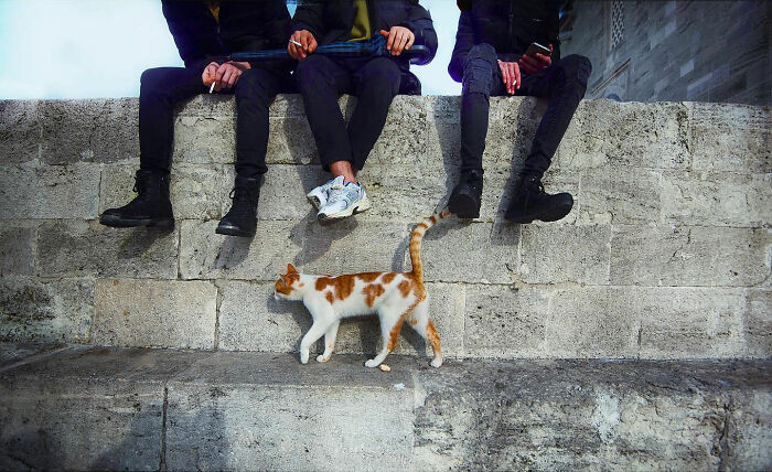 Three people sitting on a stone wall with a cat walking below, capturing candid moments of everyday life in Istanbul.