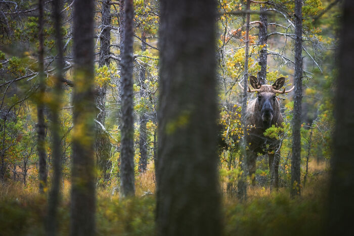 Moose standing in a dense forest surrounded by autumn foliage in a stunning wildlife and nature shot.
