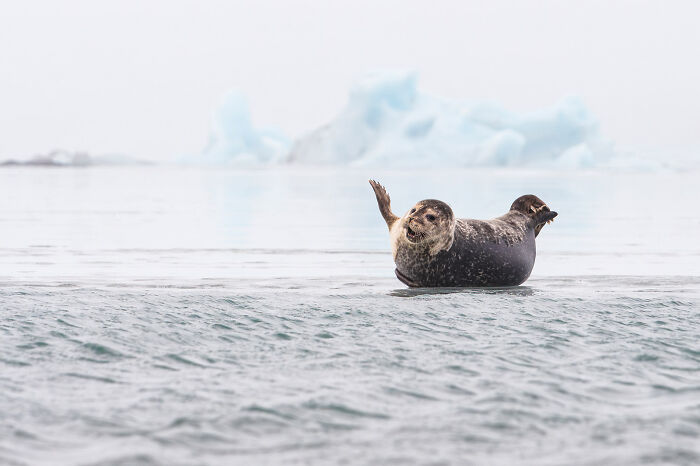 Seal in icy water waving a flipper, showcasing stunning wildlife and nature in a serene Arctic environment.